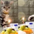 貓咪生日主人買了一個蛋糕給牠，沒想到牠吹蠟燭的方式絕了...讓看的人完全笑噴！