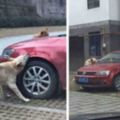 這個男子一腳踹走阻礙到他停車的流浪狗後，狗狗找來同伴展開這比人類還激烈的報復！