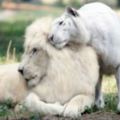 白獅和白虎相愛後產下「4隻萌翻全世界的珍奇神獸」，但是這裡卻有壞消息要告訴大家