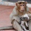 這隻獼猴收養流浪狗寶寶後把牠當作「親生兒子」一樣照顧，遇到野狗騷擾時更是會拼了命決鬥！