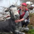 救援人員用盡全力把受困的驢子救上岸，完全沒料到牠竟然會給大家這個超爆笑的反應！
