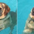這只努力游著狗爬式的狗狗漸漸沒力下沉水中，結果它卻因此意外發現原來「自己以前都游得太辛苦了」！