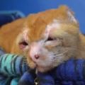 橘貓被燒傷後模樣盡毀，治療後有人想領養，卻被醫生給拒絕了~