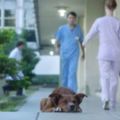 這隻狗狗的主人過世了但是牠仍然一直在醫院門口等待，直到有一天牠看到了這個女人…
