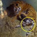 兇猛的老虎媽媽在罕見的生產雙胞胎過程中流露出母愛，牠一臉超呆萌的模樣平時完全看不到啊！