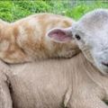 「牧羊貓」你有聽過嗎？這隻「牧羊貓」每天的主要任務你一定猜不到！