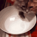貓咪為何用爪子喝水？是神秘的儀式還是詭秘的癖好？