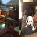 有愛主人花2年時間建3層豪華狗窩，讓他們成為世界最幸運狗狗！
