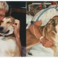 這隻狗狗10年前陪伴主人抗癌成功…沒想到10年後卻換主人來為牠做了這件超催淚的事！