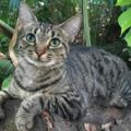 這54隻住在海明威故居的「六趾貓」在颶風厄瑪肆虐後，竟然全部...