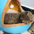 貓咪不肯睡新貓窩，直到有天一個意外發生......貓主子：蠢奴才，這才是正確的打開方式！