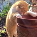 花盆裡什麼也沒有，小橘貓為什麼這麼喜歡往裡伸手呢？