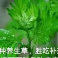 多吃4種養生草，勝吃補藥，還可預防各種疾病