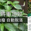 「黑面將軍」是一種神奇藥草！適量服用，可治療子宮肌瘤、癌症、糖尿病和結石症等病症。