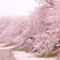 日本關東4月超反常落雪！　推特狂晒罕見「雪櫻奇景」如置身夢境