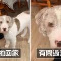 主人突然帶回一隻新小狗　獨生子愛犬傻眼「情緒全寫在臉上」