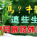 這些生肖7月底格外幸運