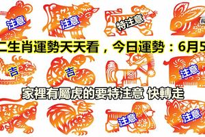 十二生肖運勢天天看，今日運勢：6月6日