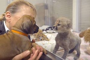 動物園找了一隻小狗給被媽媽遺棄的小獵豹作伴，結果一起長大的牠們再也分不開了！