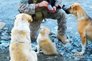 這幾個駐阿富汗的美國兵偶然收養3隻流浪狗後，全體50人都因牠們的報恩而撿回一命！