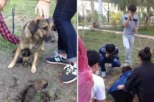 大學保全不滿5隻狗寶寶闖進校園「直接埋土」，狗媽媽淒厲慘叫引起大學生注意馬上跑來搶救！