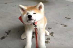 秋田犬一直故意不跟遛牠的人走，發現遛牠的是誰時，圍觀的網友都笑翻了！