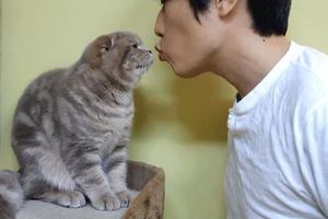 主人想和貓咪親親，結果貓咪下一秒的反應讓鏟屎官尷尬了！