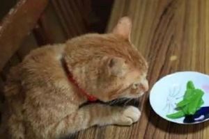 貓咪看到自己的晚餐後，表情亮了！貓咪：難道咱家破產了？