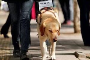 導盲犬帶主人坐公交，卻遭到嘲笑和欺負，忍痛完成任務讓人心疼