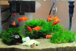 十二生肖養幾條魚最能招財旺運【建議收藏】