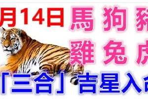 8月14日生肖運勢_馬、狗、豬大吉