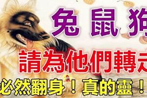 你家有生肖兔，鼠，狗嗎？9月份開始翻身暴富，多財多福