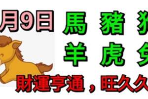 7月9日生肖運勢_馬、豬、狗大吉