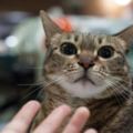 【知識】貓貓表示友善的6種肢體語言
