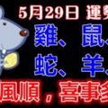 5月29日雞、鼠、猴、蛇、羊、虎！今天好運登場，一帆風順，喜事多多！