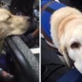 導盲犬累壞捷運上不小心「打瞌睡」，下一秒車上乘客的反應讓網友暖哭了！