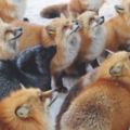 墨西哥女孩來到「日本參觀狐狸村」，驚訝發現這裡就是全世界最毛茸茸的地方！