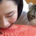 女主人吃西瓜，貓咪也想吃...吃上後就停不下來了！