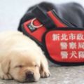 紅到國際去的新北市小警犬已經有了「官方IG」，馬上追蹤每天都會被牠療癒到不要不要的！