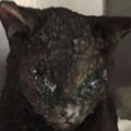 這隻黑貓在加州的森林大火中燒傷了臉部，被送去獸醫院後竟然發生了奇蹟！
