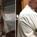 （感人）獸醫幫助醫治無家可歸的小貓，小貓長大後竟然差這麼多