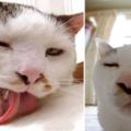 醜到超級可愛！一隻「360度全死角」的貓，看到一半我就忍不住笑了！