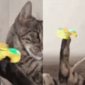 給貓咪買了個指尖陀螺，結果玩的比主人還遛！這一定是個假貓吧！