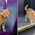 這隻貓咪經常會跳上公車然後到了固定的站就會下車…知道牠去幹什麼後你一定會被牠的智慧嚇傻去！
