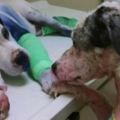 這隻狗狗因為「被人噴漆又開槍」傷重住進獸醫院，但另外一隻被虐待的狗狗竟然對牠做出了這個動作…