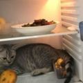 剛把冰箱打開，貓咪立馬鑽了進去，還不肯出來，網友哭笑不得