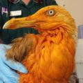 他們發現這隻「亮橘色的海鷗」還以為是新變種，但一聞到牠「身上的香氣」就馬上猜出背後的爆笑原因！