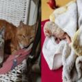 小貓咪在屋頂上狂哭，救下後被萌化了8個月後秀美照「撿到寶了」