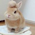 小兔子意外適合變身日本飆車族？「兔兔爆萌飛機頭」讓網友激動到心跳直接漏一拍！