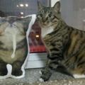 喵星人發現主人拿回個貓抱枕一臉委屈巴巴：你在外麵包養小貓了？